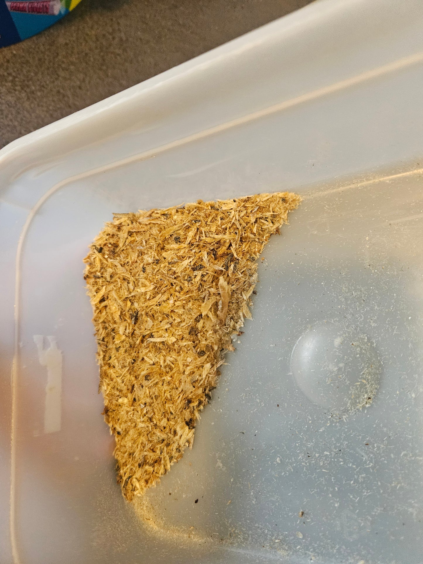 Dry Sprats Powder Topper