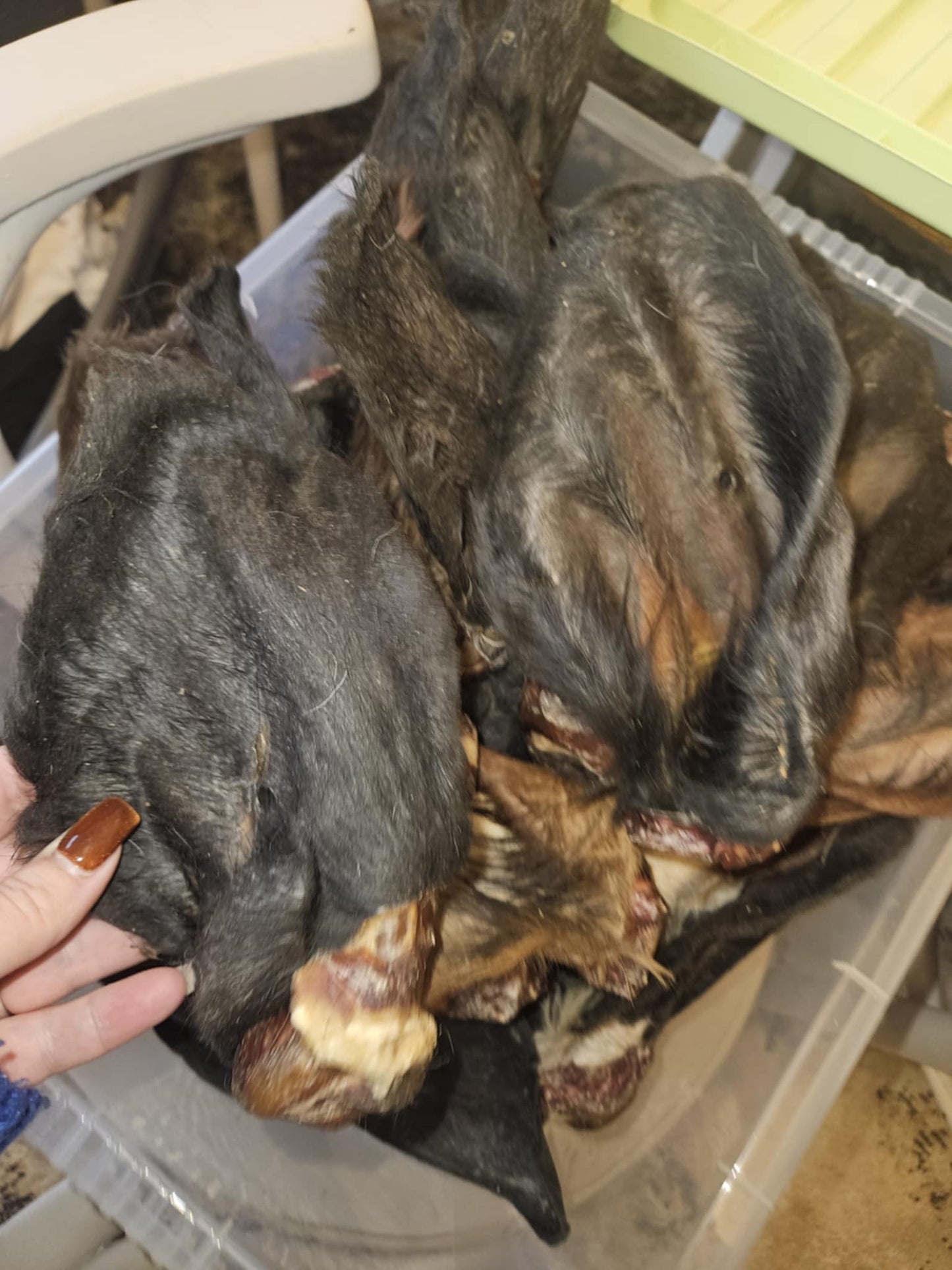 Natural Beef Ears With Fur Dog Treat
