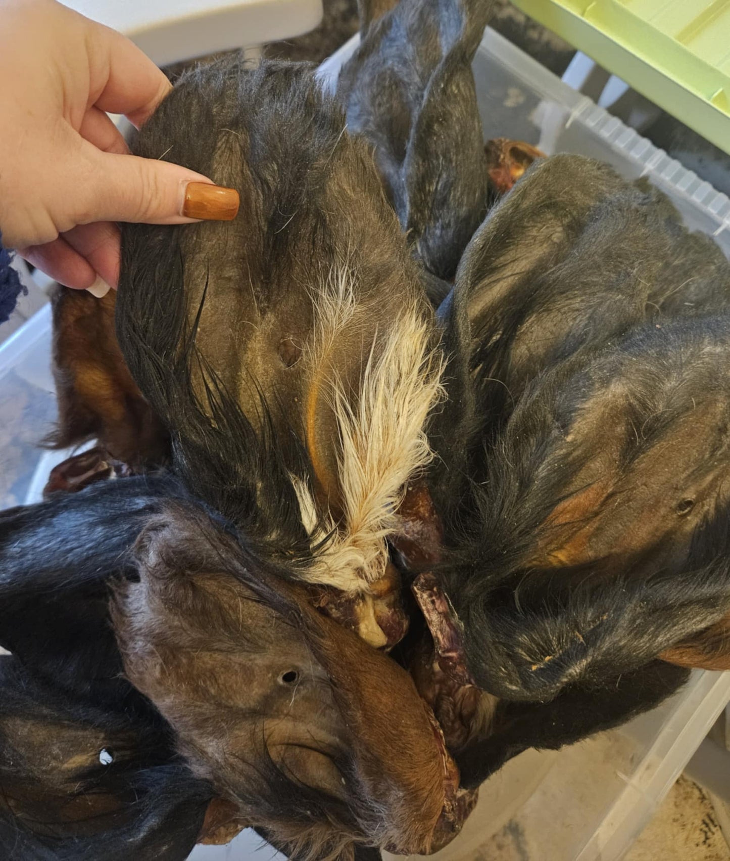 Natural Beef Ears With Fur Dog Treat