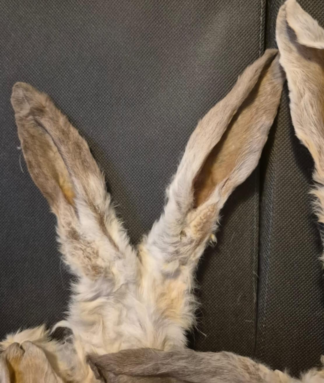 Natural Rabbit Ears