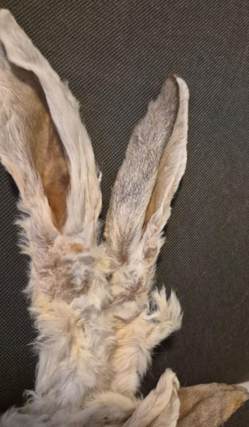 Natural Rabbit Ears