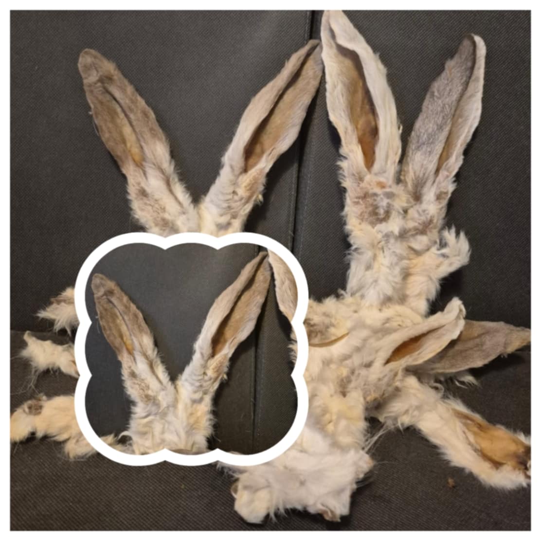 Natural Rabbit Ears