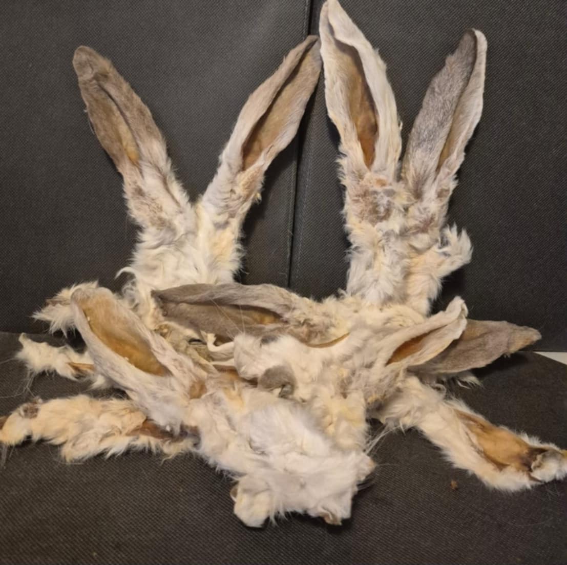 Natural Rabbit Ears