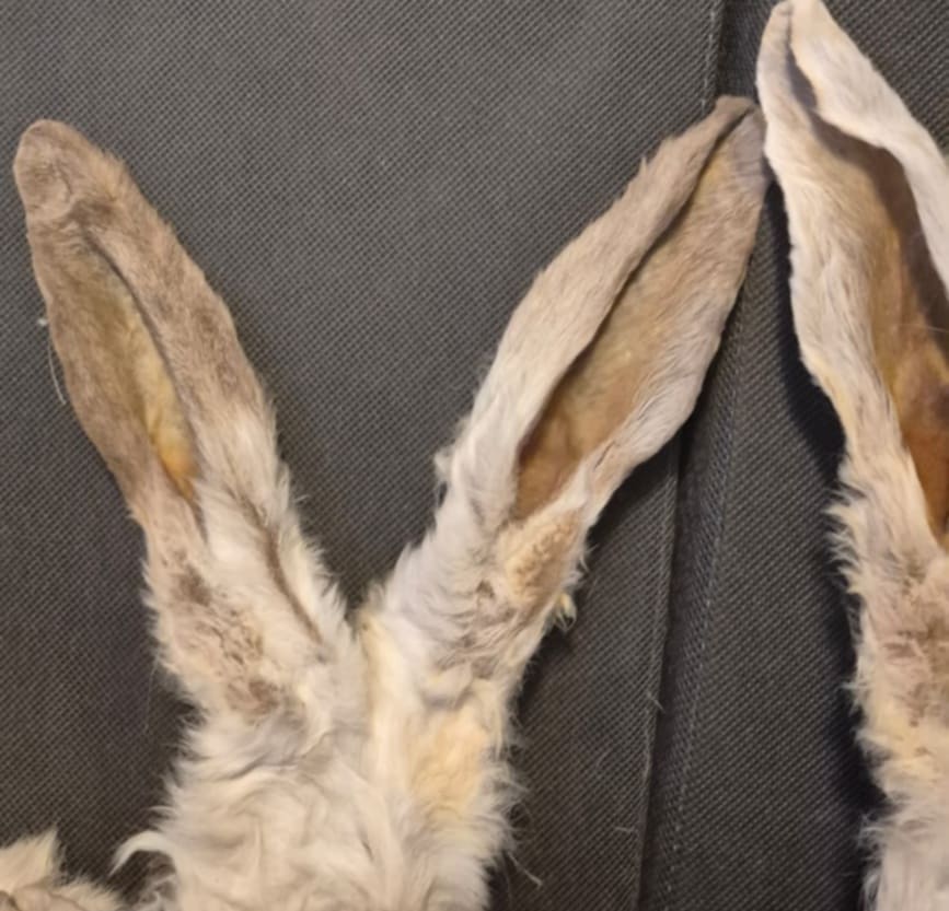 Natural Rabbit Ears