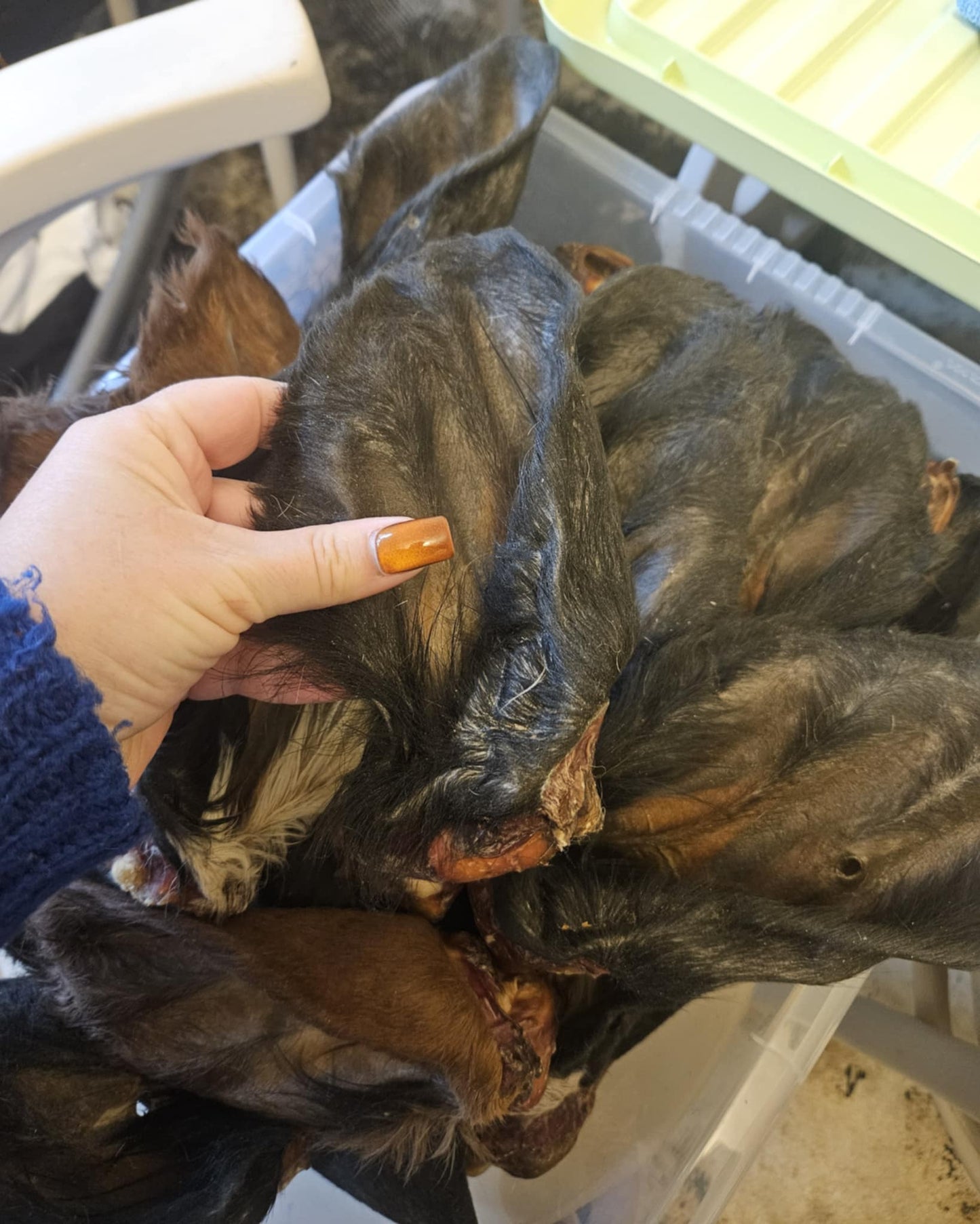 Natural Beef Ears With Fur Dog Treat