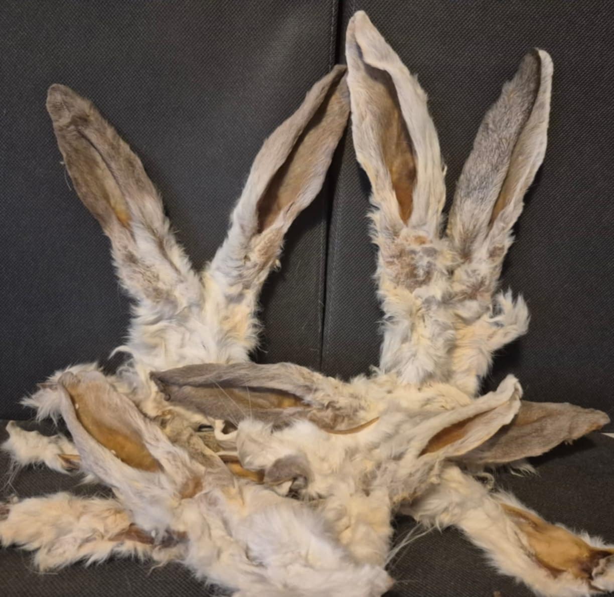 Natural Rabbit Ears