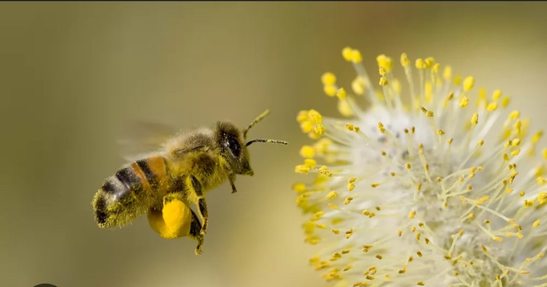 Bee Pollen Topper